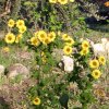 Rudbeckia triloba